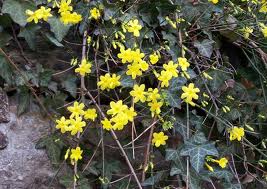 winter jasmine